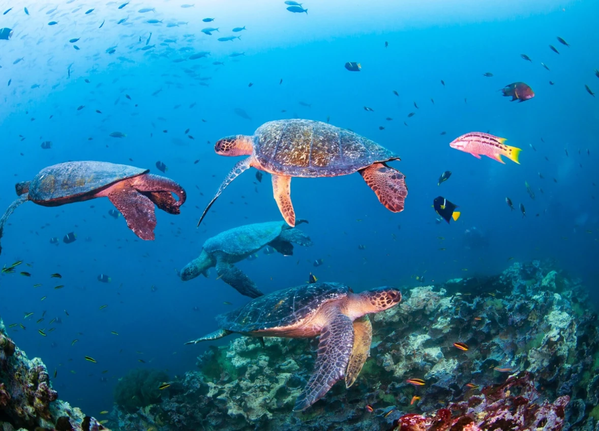 NOVOTEL PARTNERS WITH WWF TO CHAMPION OCEAN CONSERVATION