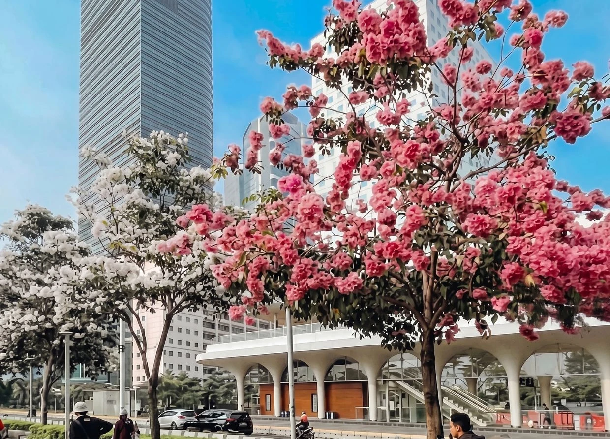 TABEBUYA FLOWERS ARE BLOOMING ALL OVER JAKARTA RIGHT NOW
