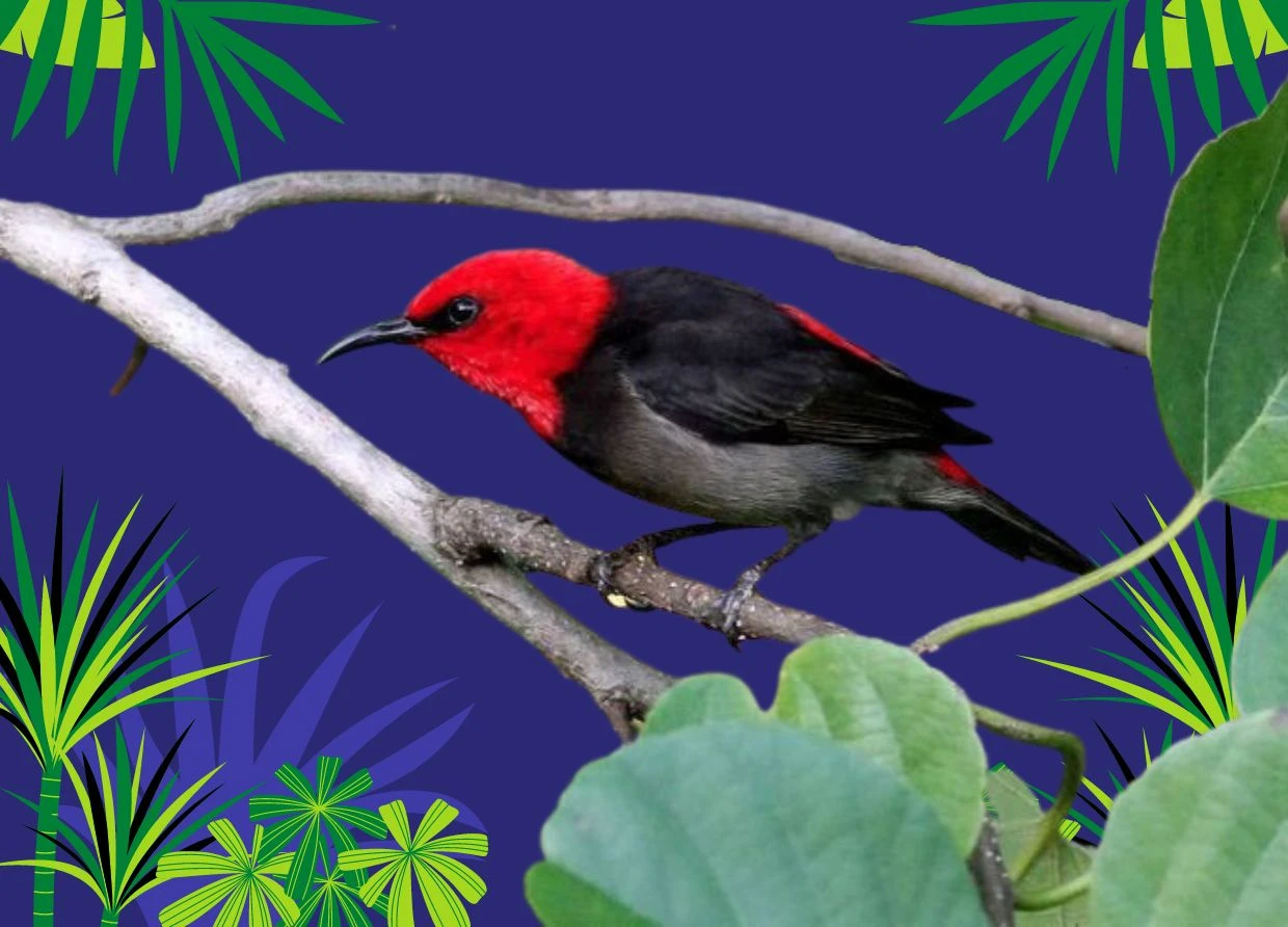 INDONESIAN CULTURAL PARK INTRODUCES NEW BIRD SPECIES NAMED AFTER THE FIRST LADY