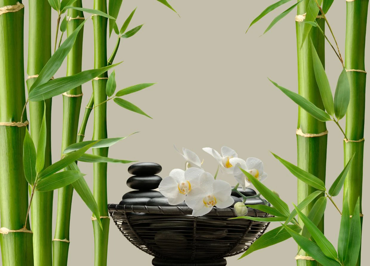 5 LUCKY PLANTS ACCORDING TO FENG SHUI FOR YOUR HOUSE DECORATION