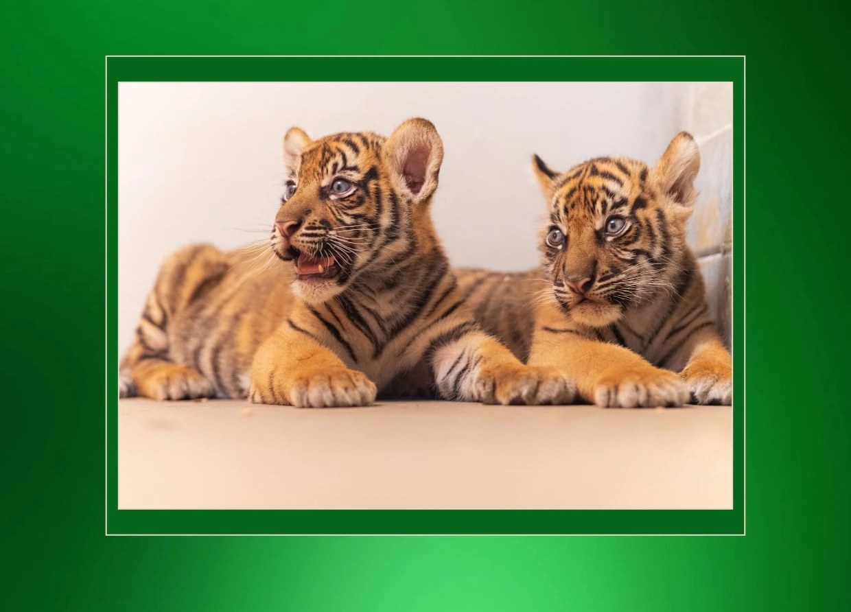 SUMATRAN TIGER CUBS BORN IN TEXAS: MEET BARANI AND MALU 