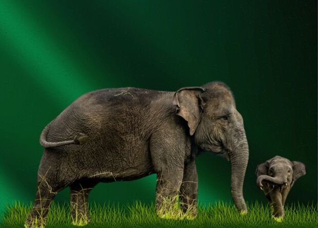 A 123-KILOGRAM BABY SUMATRAN ELEPHANT WAS JUST BORN 