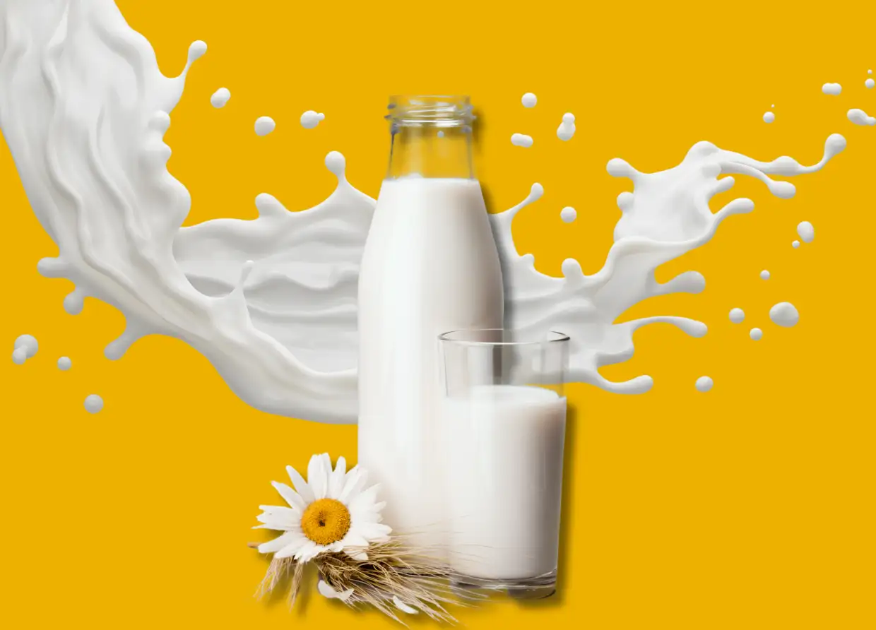 WHOLE MILK IS BACK: IS THE CREAMY CLASSIC ACTUALLY HEALTHIER THAN SKIM?