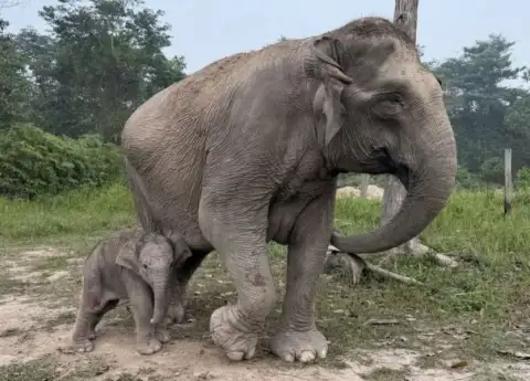MEET GANESHA, THE SUMATRAN ELEPHANT CALF BORN IN RIAU